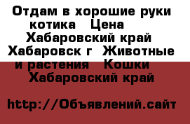 Отдам в хорошие руки котика › Цена ­ 1 - Хабаровский край, Хабаровск г. Животные и растения » Кошки   . Хабаровский край